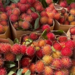 Cung Cấp Chôm Chôm Giá Sỉ - Trái Cây Tươi Ngon Từ Vườn