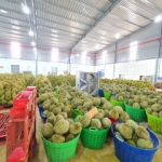 Cung Cấp Sầu Riêng Giá Sỉ Tại TP. Hồ Chí Minh