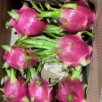 Cung Cấp Thanh Long Giá Sỉ - Nguồn Trái Cây Uy Tín Từ Vườn