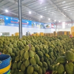 THU MUA SẦU RIÊNG TẠI ĐẮK LẮK – VỰA SẦU RIÊNG THANH TRUNG - VỰA SẦU RIÊNG ĐẮK LẮK