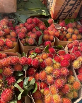 Một số loại trái cây khác