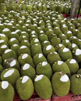 Hình ảnh thu mua mít xuất khẩu