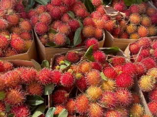 Cung Cấp Chôm Chôm Giá Sỉ - Trái Cây Tươi Ngon Từ Vườn