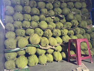 Tìm Kiếm Vựa Sầu Riêng Long Khánh - Địa Chỉ Uy Tín Chất Lượng