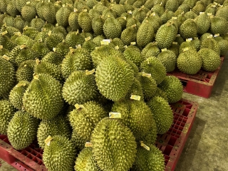 Miền Tây - Thủ Phủ Sầu Riêng Chất Lượng