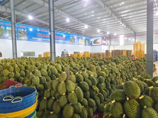 THU MUA SẦU RIÊNG TẠI ĐẮK LẮK – VỰA SẦU RIÊNG THANH TRUNG - VỰA SẦU RIÊNG ĐẮK LẮK