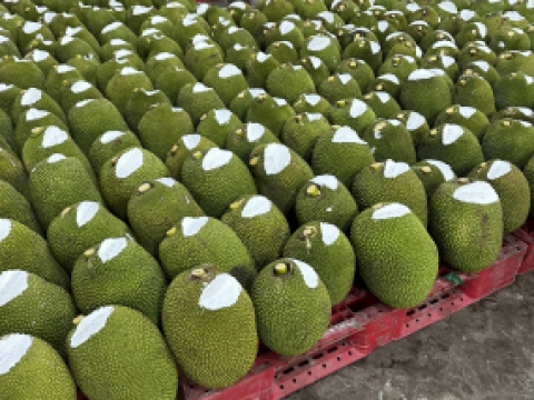 Hình ảnh thu mua mít xuất khẩu