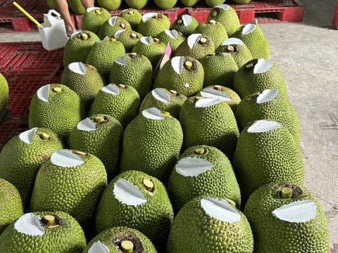 Hình ảnh thu mua mít xuất khẩu