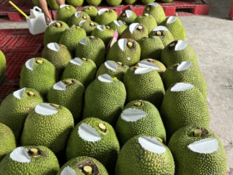 Hình ảnh thu mua mít xuất khẩu