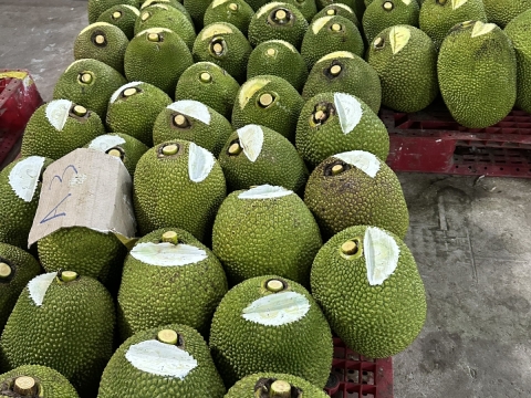 Hình ảnh thu mua mít xuất khẩu