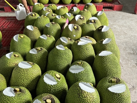 Hình ảnh thu mua mít xuất khẩu