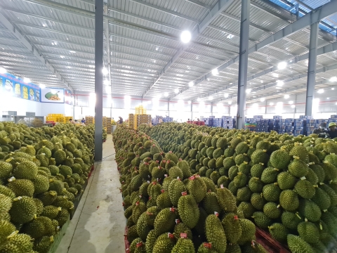 Hình ảnh đóng gói sầu riêng, phân loại