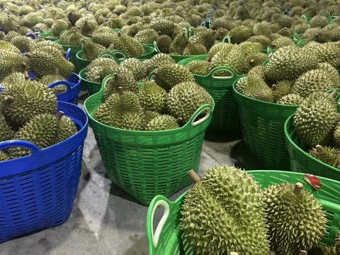 Sầu riêng xuất khẩu Miền Đông - Long Khánh