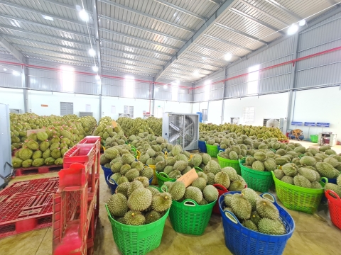 Hình ảnh đóng gói sầu riêng, phân loại