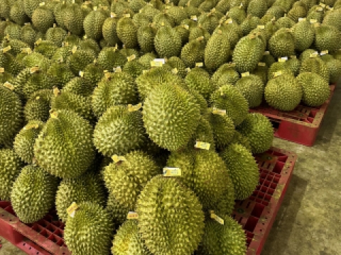 Sầu riêng xuất khẩu Miền Đông - Long Khánh