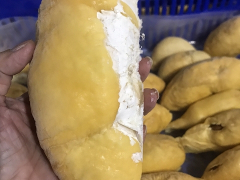 Sầu riêng tách múi cấp đông xuất khẩu