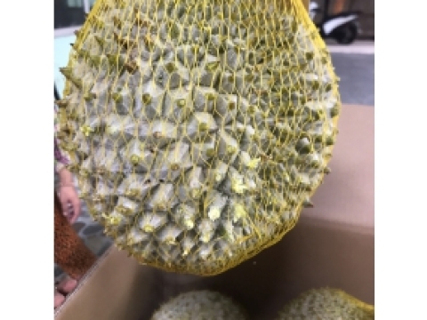 Sầu riêng xuất khẩu Miền Đông - Long Khánh