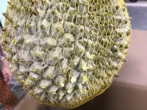 Xuất khẩu sầu riêng tại Đồng Nai