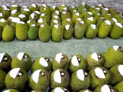 Xuất khẩu mít thái miền nam