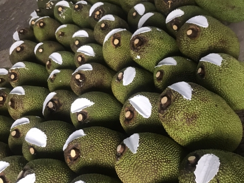 Xuất khẩu mít thái miền nam