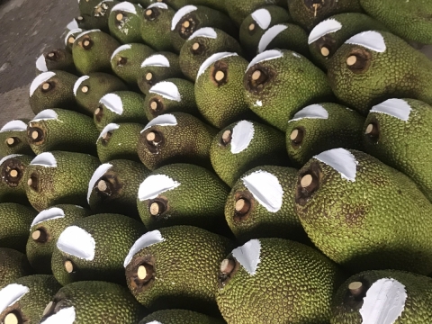 Xuất khẩu mít thái miền nam