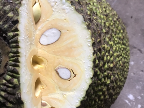 Xuất khẩu mít thái miền nam