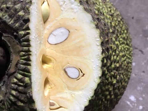 Xuất khẩu mít thái miền nam