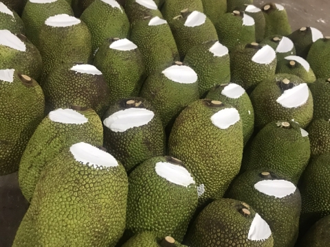 Xuất khẩu mít thái miền nam