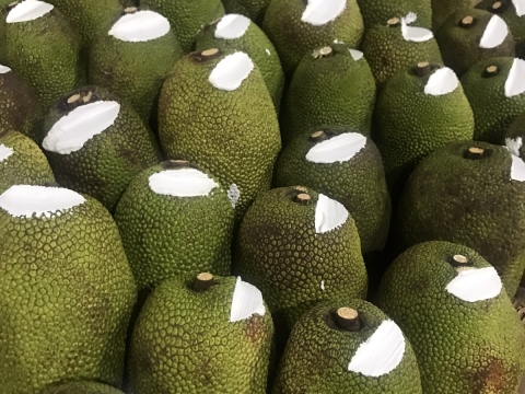 Xuất khẩu mít thái miền nam