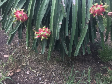 Thu mua và xuất khẩu Thanh Long miền trung