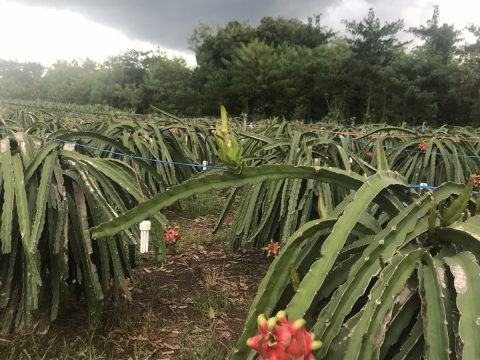 Thu mua và xuất khẩu Thanh Long miền trung