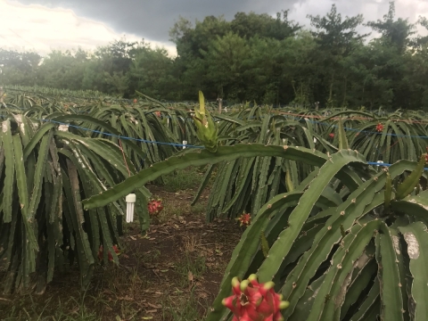 Thu mua và xuất khẩu Thanh Long miền trung