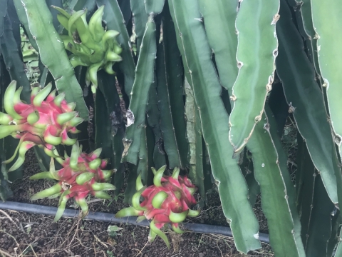 Thu mua và xuất khẩu Thanh Long miền trung