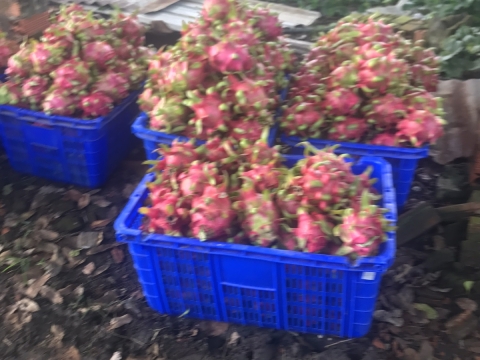 Thu mua và xuất khẩu Thanh Long miền trung