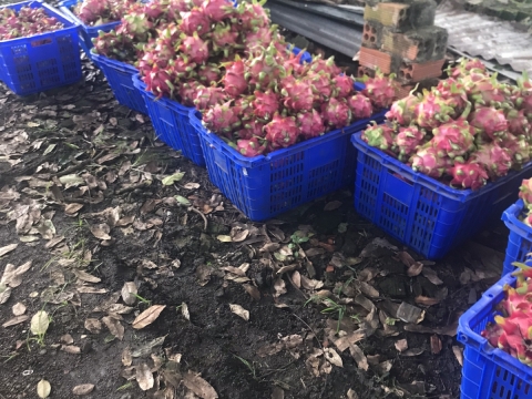 Thu mua và xuất khẩu Thanh Long miền trung