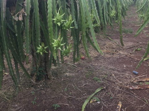 Thu mua và xuất khẩu Thanh Long miền trung