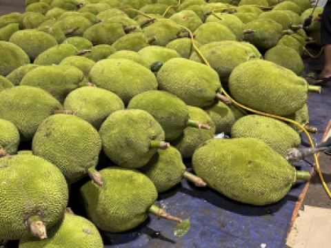 Hình ảnh thu mua mít xuất khẩu