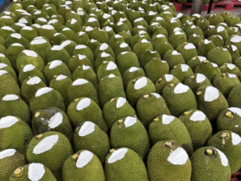 Hình ảnh thu mua mít xuất khẩu