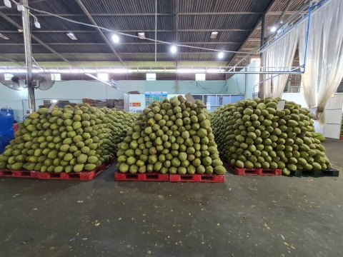 Thu mua sầu riêng miền tây