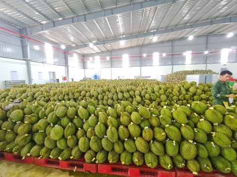 Thu mua sầu riêng miền tây