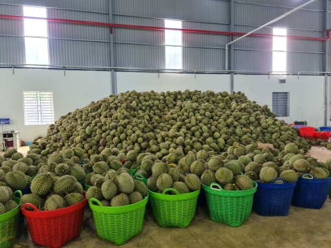 Thu mua sầu riêng miền tây