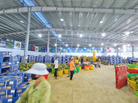 Vựa sầu riêng miền Đông