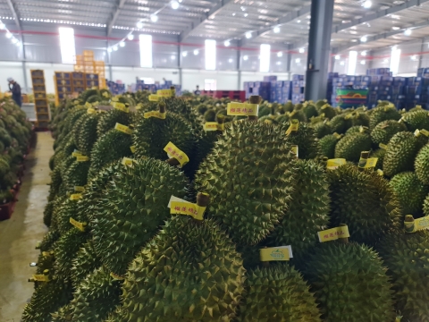 Vựa sầu riêng miền Đông