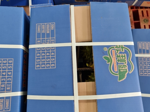 Hình ảnh đóng gói sầu riêng, phân loại