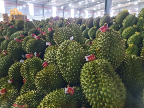 Hình ảnh đóng gói sầu riêng, phân loại