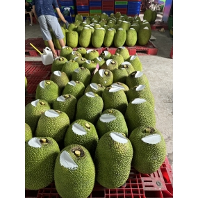 Mít Thái - vựa mít Đồng Nai