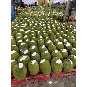 Mít Thái da xanh - vựa mít Tiền Giang