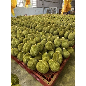 Sầu riêng - Vựa sầu riêng Cai Lậy