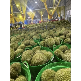 Sầu riêng - Vựa sầu riêng Cai Lậy, Tiền Giang