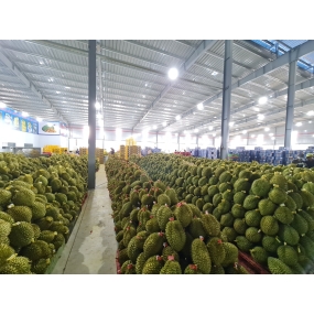 Vựa sầu riêng Dak Lak - vựa sầu riêng miền đông - Vựa sầu riêng ĐẮK LẮK